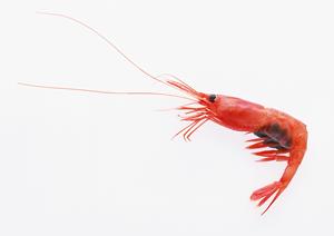 伊豆高原の絶景と新鮮魚介を堪能できるレストラン「湯羅」：赤沢日帰り温泉館の魅力と特徴